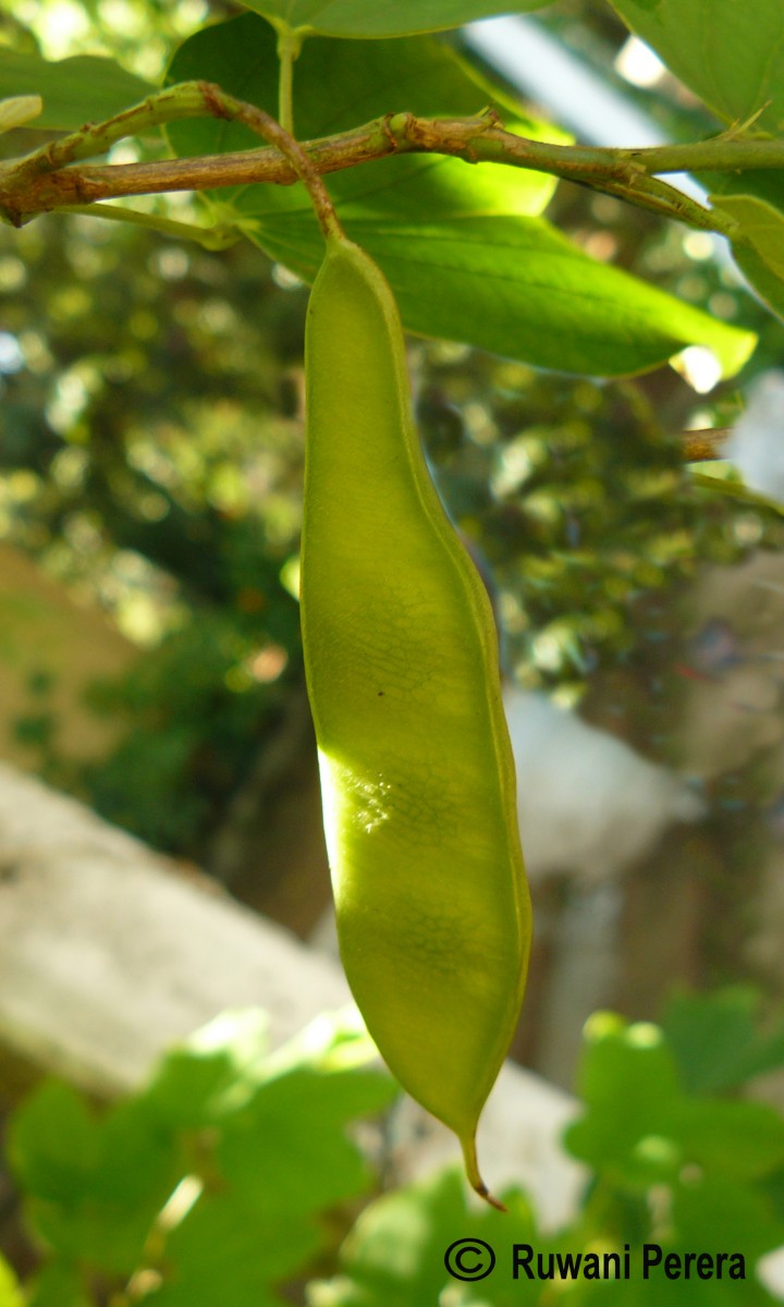 Bauhinia acuminata L.